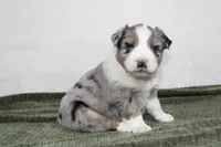Morgan , a male Miniature Australian Shepherd for sale in Sugarcreek, OH – Photo 1 of 10