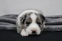 Morgan , a male Miniature Australian Shepherd for sale in Sugarcreek, OH – Photo 2 of 10