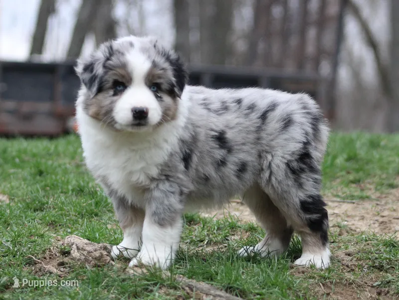 Morgan  – Miniature Australian Shepherd puppy for sale in Sugarcreek, OH