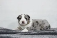 Morgan , a male Miniature Australian Shepherd for sale in Sugarcreek, OH – Photo 3 of 10