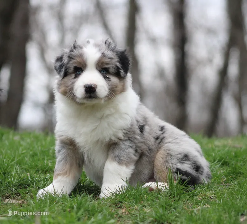 Morgan  – Miniature Australian Shepherd puppy for sale in Sugarcreek, OH