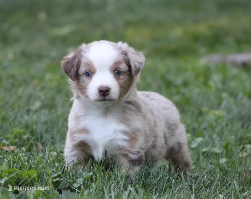 Amigo – Miniature Australian Shepherd puppy for sale in Sugarcreek, OH