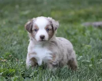 Amigo, a male Miniature Australian Shepherd for sale in Sugarcreek, OH – 1 of 8