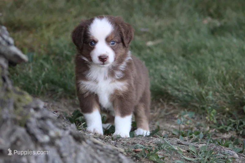 Aerial – Miniature Australian Shepherd puppy for sale in Sugarcreek, OH