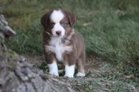 Aerial, a female Miniature Australian Shepherd for sale in Sugarcreek, OH – 1 of 6