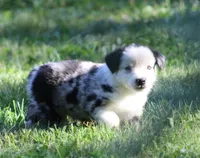 Apollo, a male Miniature Australian Shepherd for sale in Sugarcreek, OH – 6 of 6