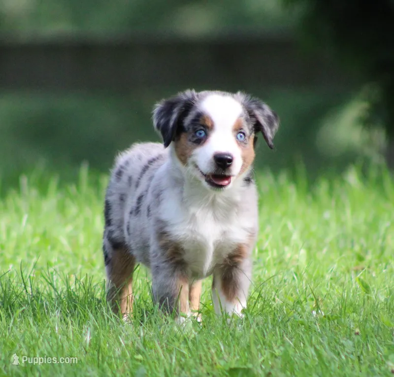Allie  – Miniature Australian Shepherd puppy for sale in Sugarcreek, OH