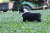 Alfie, a male Miniature Australian Shepherd for sale in Sugarcreek, OH – 5 of 9