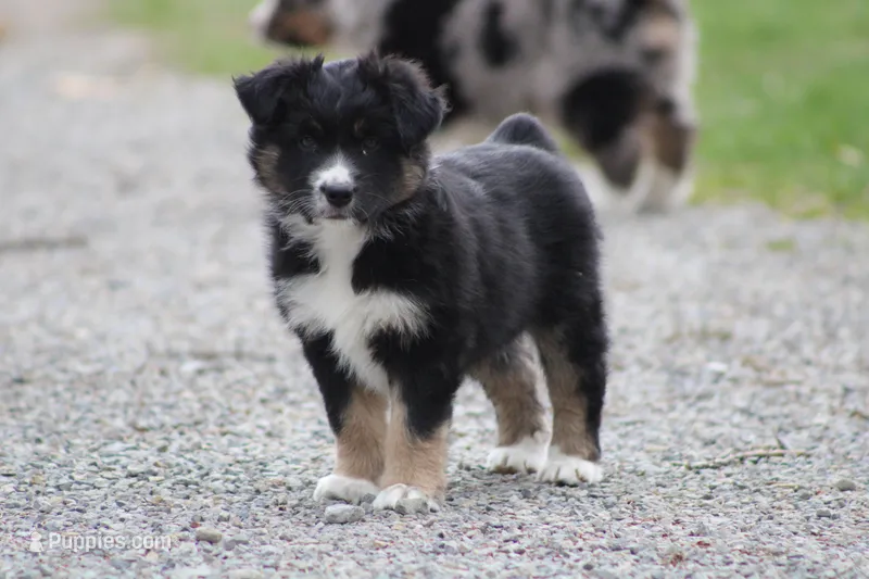 Maddie – Miniature Australian Shepherd puppy for sale in Sugarcreek, OH