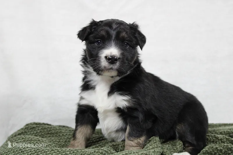 Maddie – Miniature Australian Shepherd puppy for sale in Sugarcreek, OH