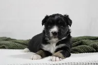 Maddie, a female Miniature Australian Shepherd for sale in Sugarcreek, OH – Photo 5 of 6