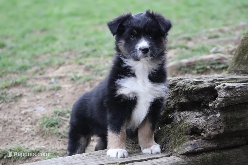 Maddie – Miniature Australian Shepherd puppy for sale in Sugarcreek, OH