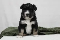 Maddie, a female Miniature Australian Shepherd for sale in Sugarcreek, OH – Photo 3 of 6