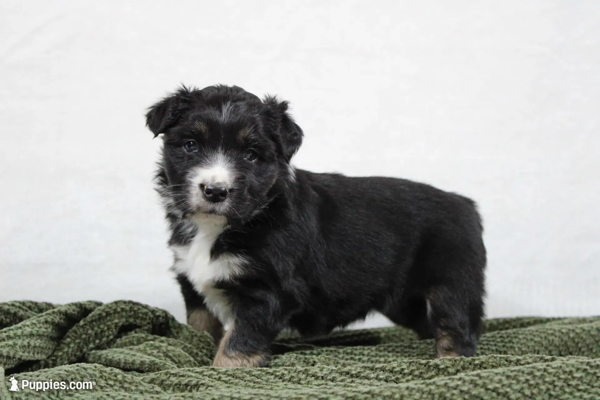 Maddie – Miniature Australian Shepherd puppy for sale in Sugarcreek, OH
