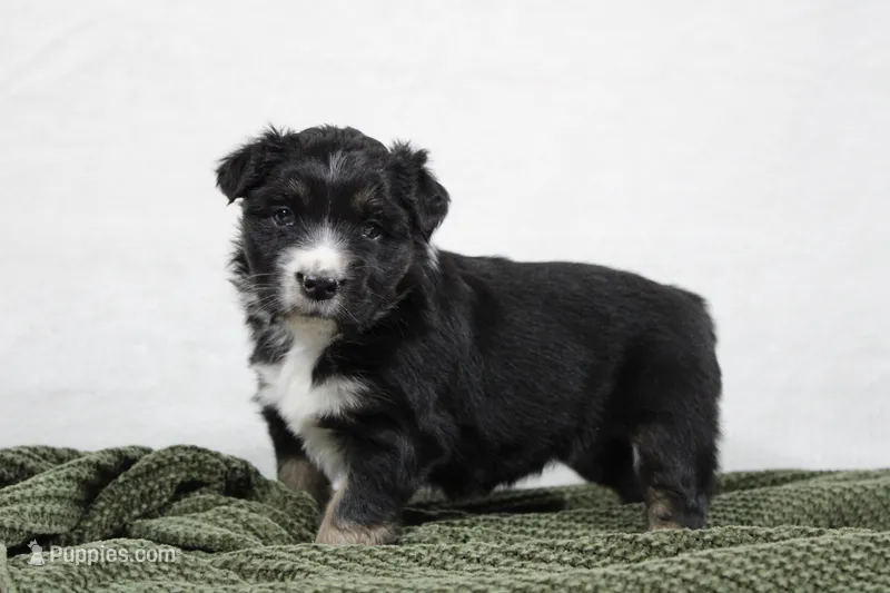 Maddie – Miniature Australian Shepherd puppy for sale in Sugarcreek, OH