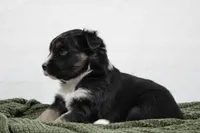Maddie, a female Miniature Australian Shepherd for sale in Sugarcreek, OH – Photo 6 of 6