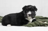 Maddie, a female Miniature Australian Shepherd for sale in Sugarcreek, OH – Photo 4 of 6