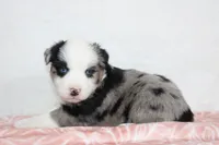 Megan, a female Miniature Australian Shepherd for sale in Sugarcreek, OH – Photo 9 of 10