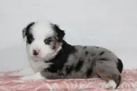 Megan, a female Miniature Australian Shepherd for sale in Sugarcreek, OH – Photo 4 of 10