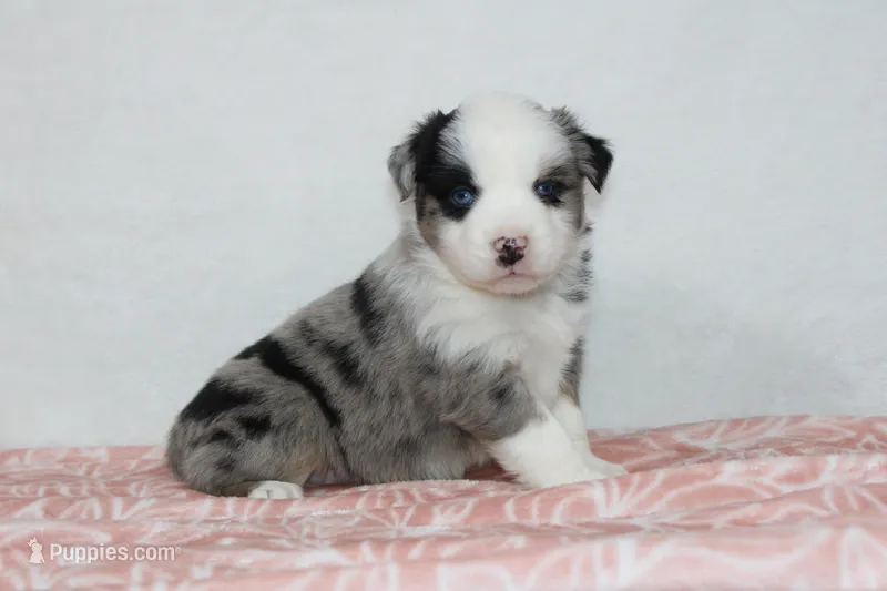Megan – Miniature Australian Shepherd puppy for sale in Sugarcreek, OH