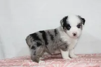 Megan, a female Miniature Australian Shepherd for sale in Sugarcreek, OH – Photo 6 of 10