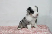 Megan, a female Miniature Australian Shepherd for sale in Sugarcreek, OH – Photo 7 of 10