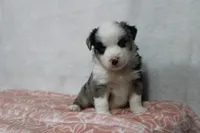 Megan, a female Miniature Australian Shepherd for sale in Sugarcreek, OH – Photo 8 of 10