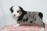 Megan, a female Miniature Australian Shepherd for sale in Sugarcreek, OH – Photo 5 of 10