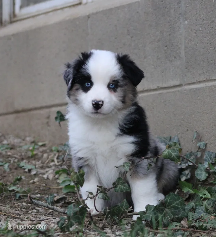 Megan – Miniature Australian Shepherd puppy for sale in Sugarcreek, OH