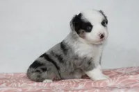 Megan, a female Miniature Australian Shepherd for sale in Sugarcreek, OH – Photo 3 of 10