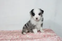 Megan, a female Miniature Australian Shepherd for sale in Sugarcreek, OH – Photo 2 of 10