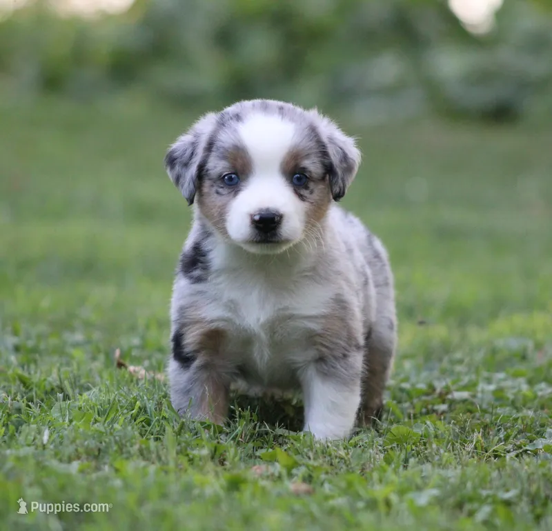 Annabelle – Miniature Australian Shepherd puppy for sale in Sugarcreek, OH
