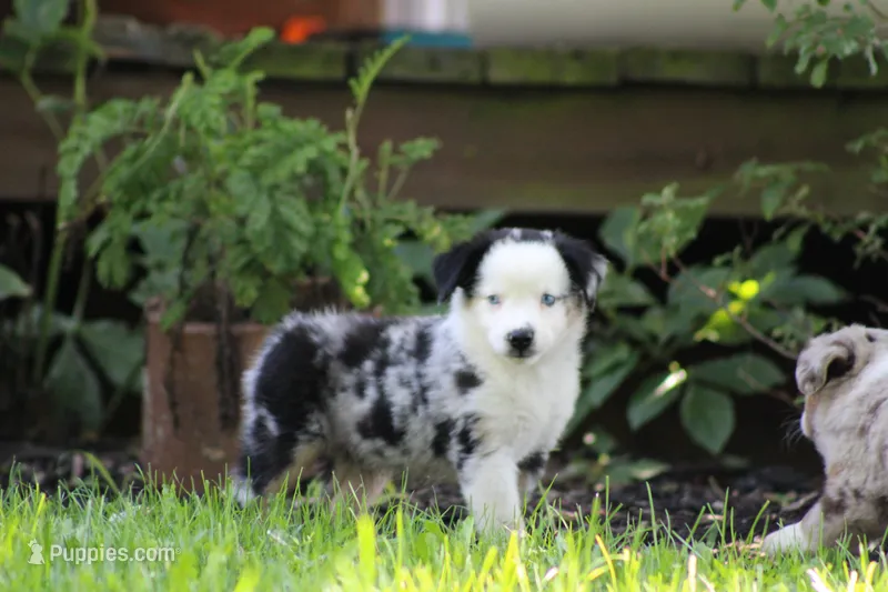 Apollo – Miniature Australian Shepherd puppy for sale in Sugarcreek, OH