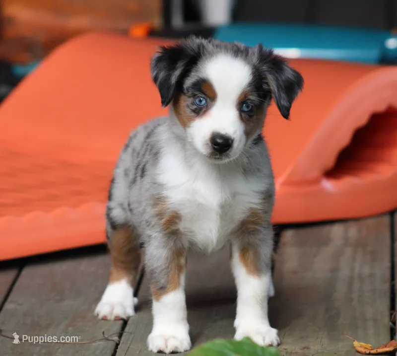 Allie  – Miniature Australian Shepherd puppy for sale in Sugarcreek, OH