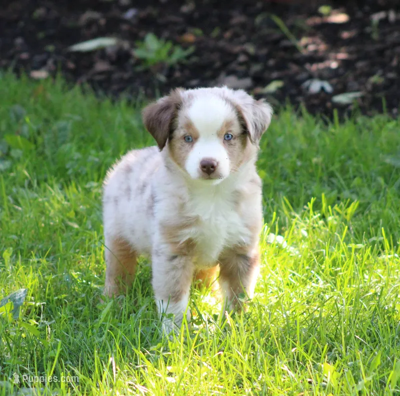 Amigo – Miniature Australian Shepherd puppy for sale in Sugarcreek, OH