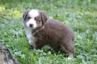 Aerial, a female Miniature Australian Shepherd for sale in Sugarcreek, OH – 5 of 6