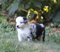 Apollo, a male Miniature Australian Shepherd for sale in Sugarcreek, OH – 2 of 6