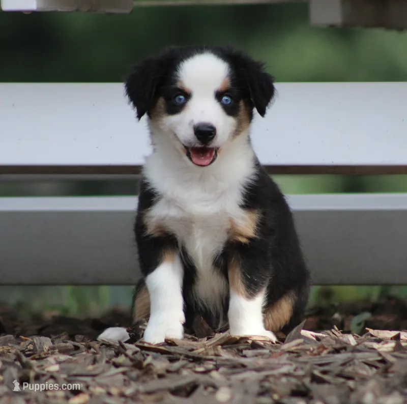 Alfie – Miniature Australian Shepherd puppy for sale in Sugarcreek, OH
