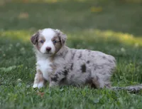 Amigo, a male Miniature Australian Shepherd for sale in Sugarcreek, OH – 5 of 8