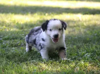 Apollo, a male Miniature Australian Shepherd for sale in Sugarcreek, OH – 5 of 6