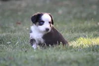Alfie, a male Miniature Australian Shepherd for sale in Sugarcreek, OH – 9 of 9