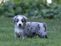 Annabelle, a female Miniature Australian Shepherd for sale in Sugarcreek, OH – 5 of 9
