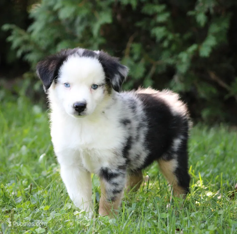 Apollo – Miniature Australian Shepherd puppy for sale in Sugarcreek, OH