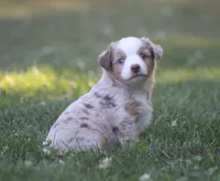 Amigo, a male Miniature Australian Shepherd for sale in Sugarcreek, OH – 6 of 8