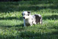 Apollo, a male Miniature Australian Shepherd for sale in Sugarcreek, OH – 4 of 6