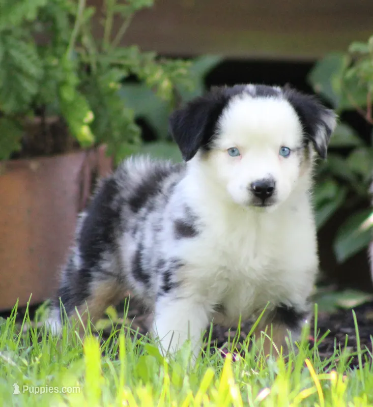 Apollo – Miniature Australian Shepherd puppy for sale in Sugarcreek, OH