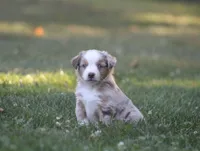 Amigo, a male Miniature Australian Shepherd for sale in Sugarcreek, OH – 8 of 8