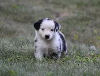 Apollo, a male Miniature Australian Shepherd for sale in Sugarcreek, OH – 3 of 6