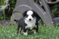 Alfie, a male Miniature Australian Shepherd for sale in Sugarcreek, OH – 3 of 9