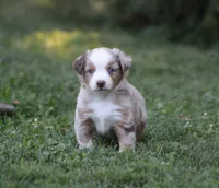 Amigo, a male Miniature Australian Shepherd for sale in Sugarcreek, OH – 4 of 8